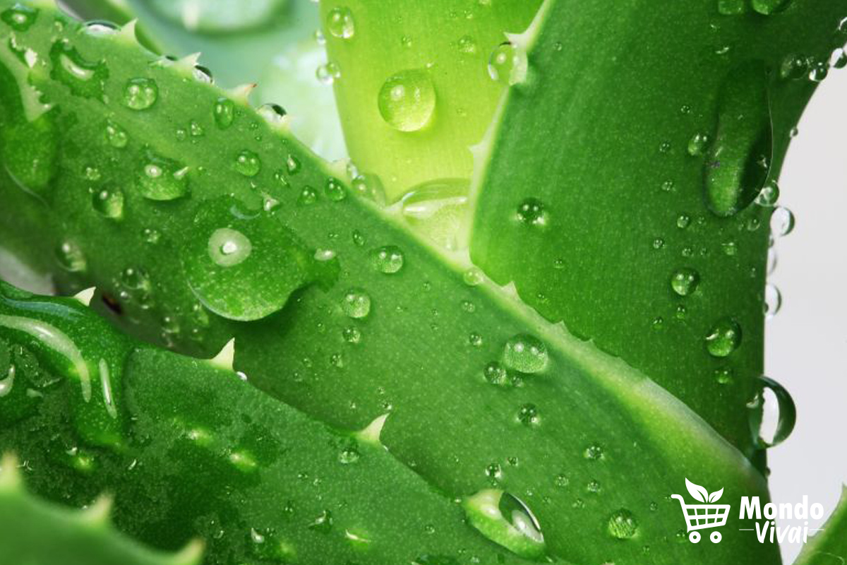 L'aloe vera è una pianta succulenta dalle molteplici proprietà benefiche, utilizzata spesso in ambito cosmetico per la sua azione lenitiva e rigenerante sulla pelle."