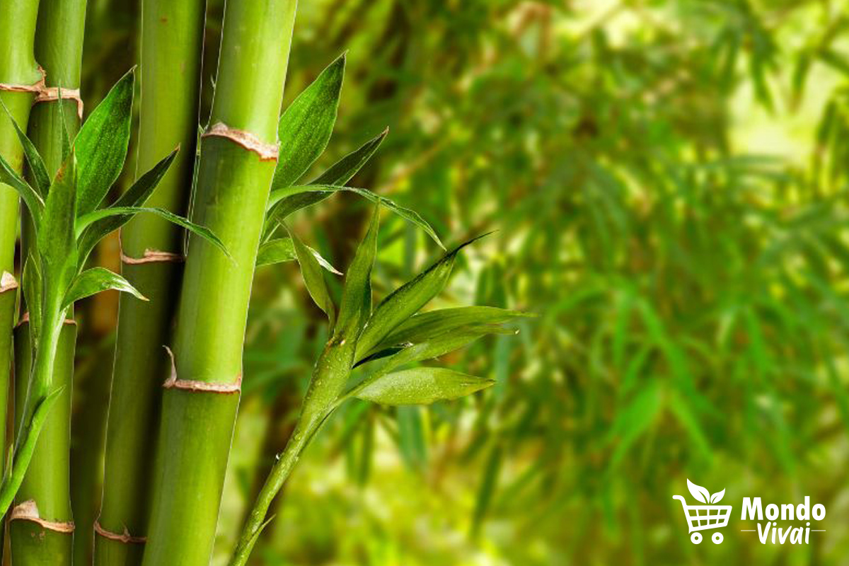 Il bambù può essere piantato in diverse posizioni nel giardino, a seconda del tipo di bambù e delle condizioni del terreno.
