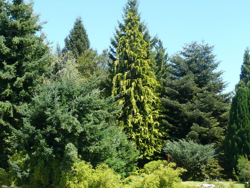 differenza abete e pino La principale differenza tra l'abete e il pino sta nella loro forma: l'abete ha un portamento più slanciato e regolare, mentre il pino ha una forma più irregolare e "a ombrello".