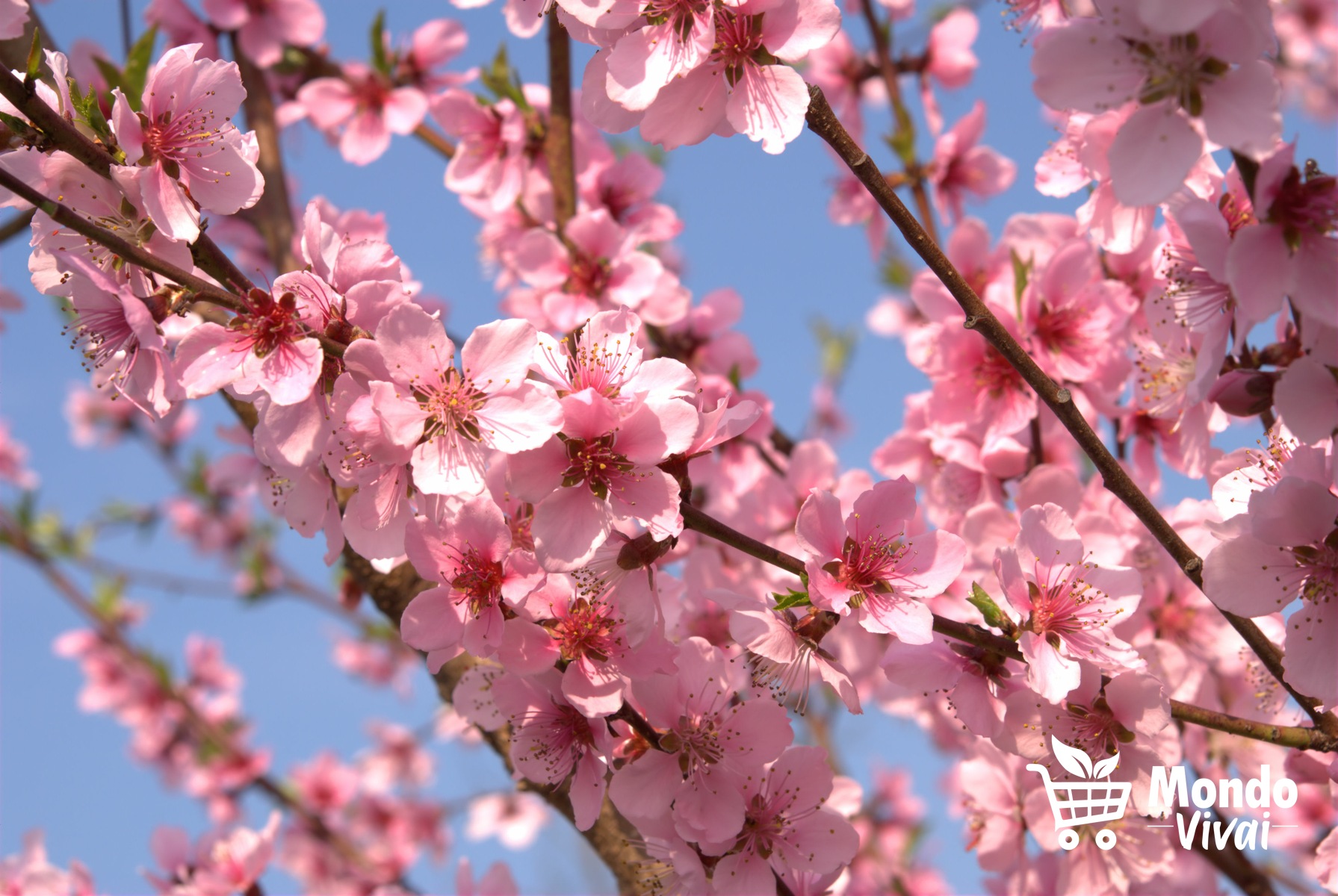 i fiori danno un tocco di colore e profumo alla casa o al giardino