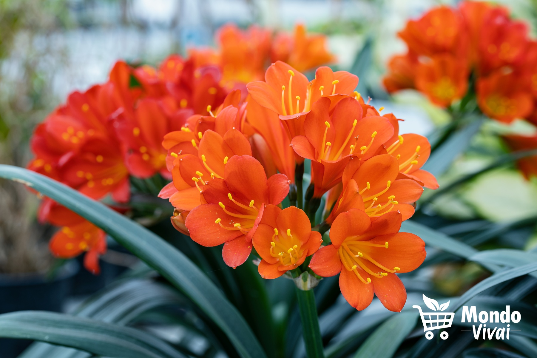 i fiori di clivia