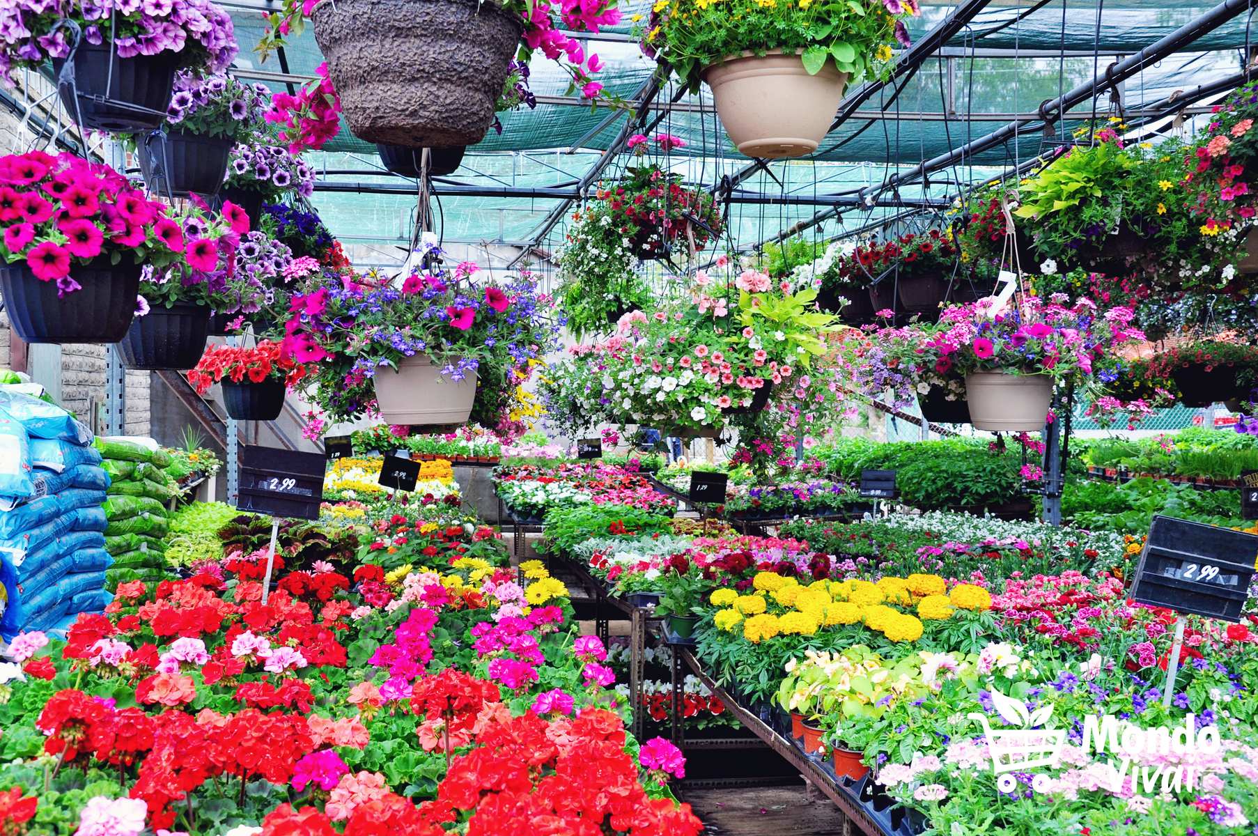 fiori nel vivaio