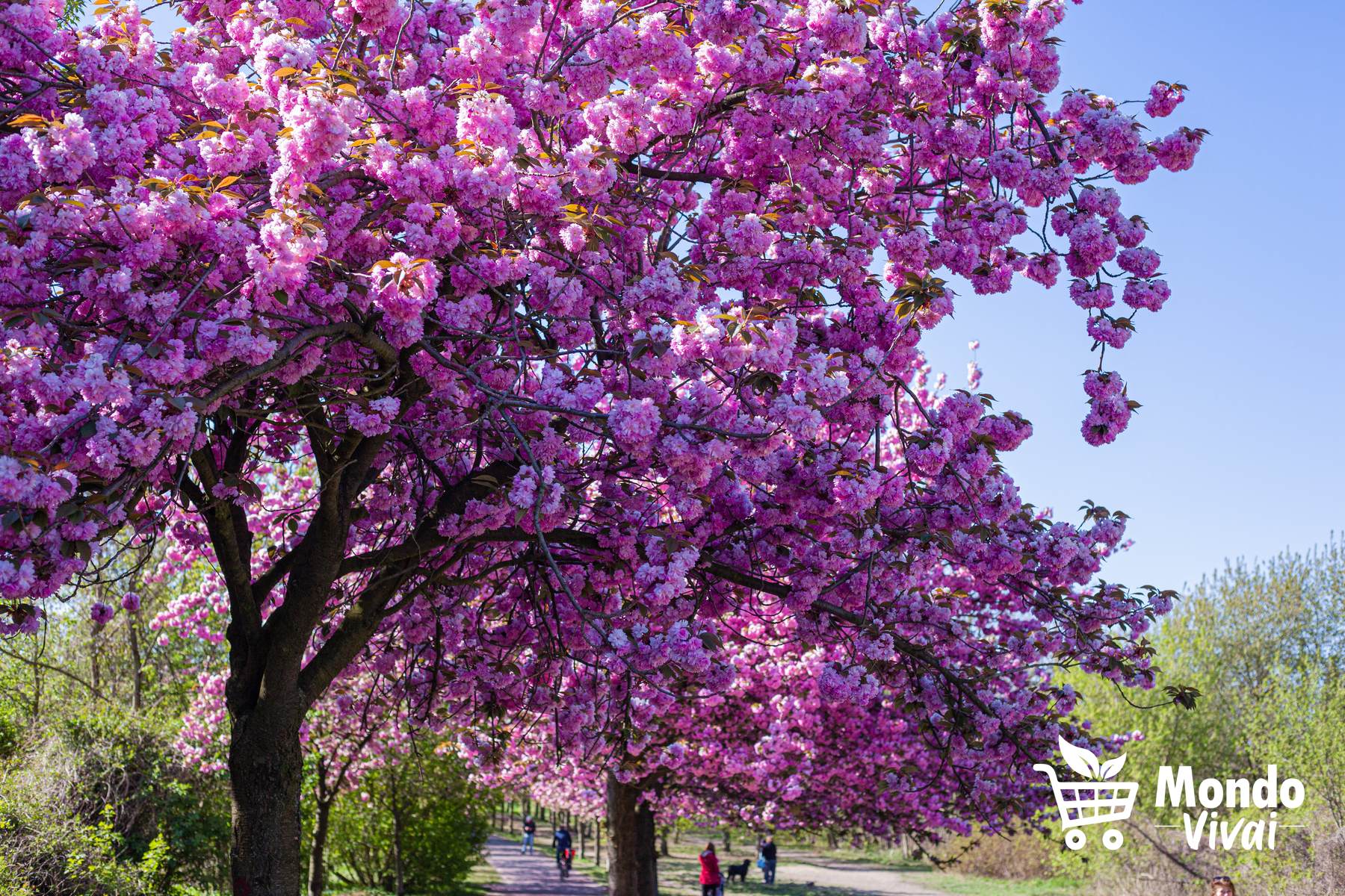 ra i frutti più comuni e amati ci sono le mele, le banane, le arance, le fragole e le pesche