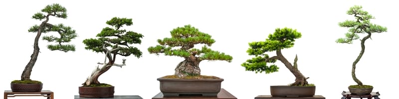 mondo vivai manuale del giardiniere curiosita bonsai