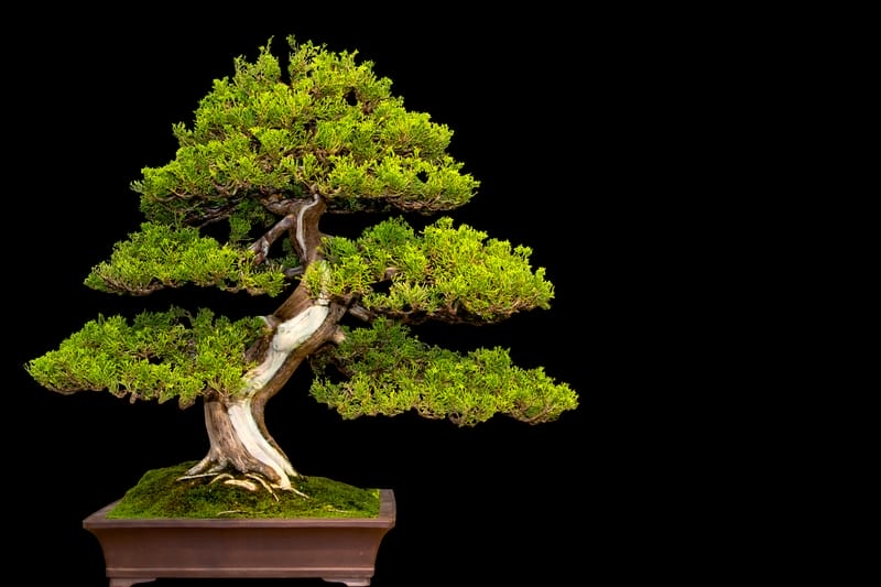 mondo vivai manuale del giardiniere curiosita bonsai3