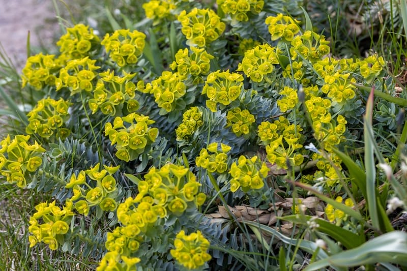 mondo vivai manuale del giardiniere curiosita euforbia