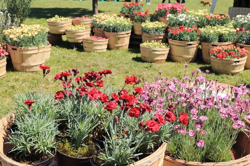 mondo vivai manuale del giardiniere curiosita giardino fiorito