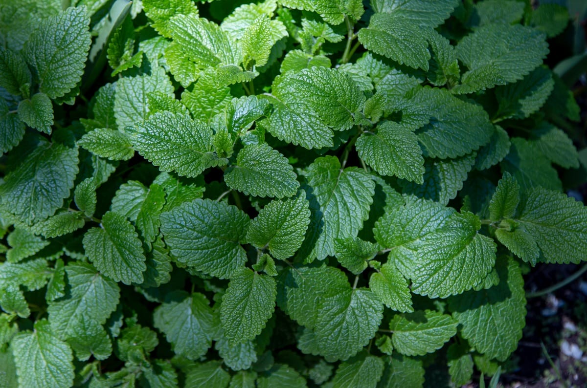menta