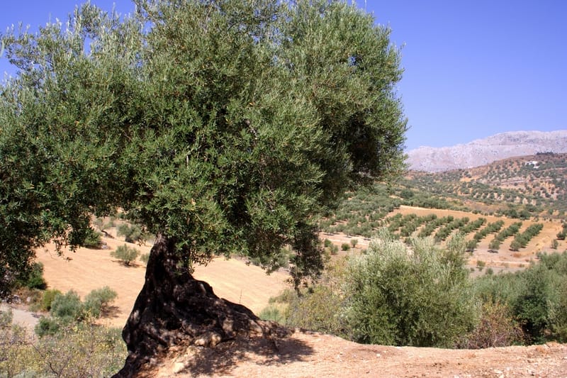 olivo grande