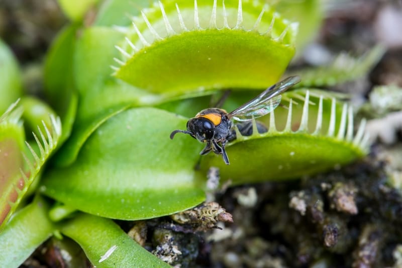 piante carnivore