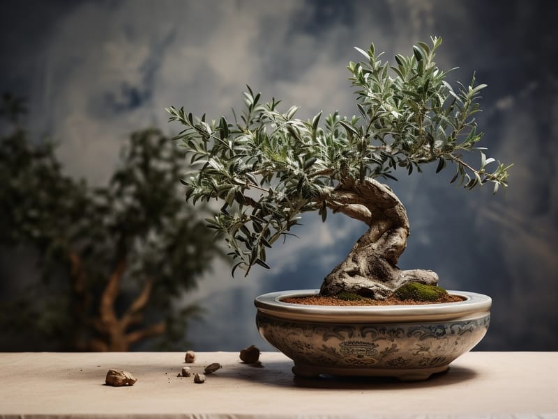 bonsai ulivo