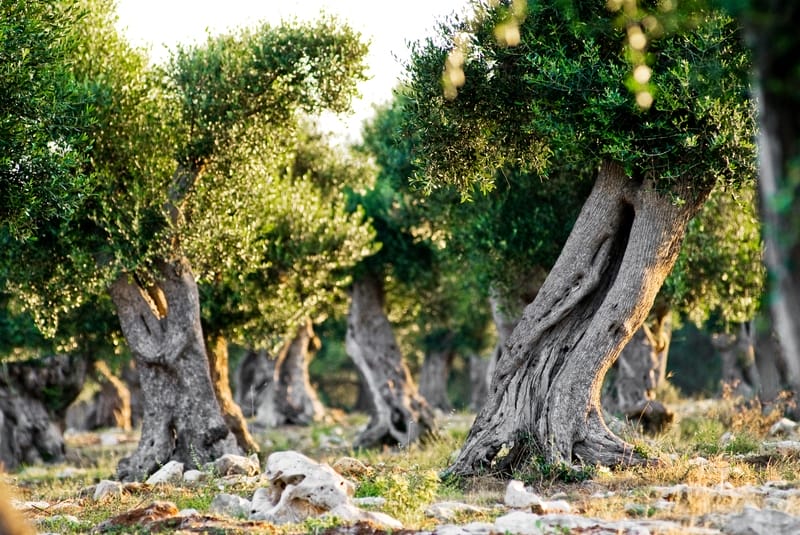 olivo secolare