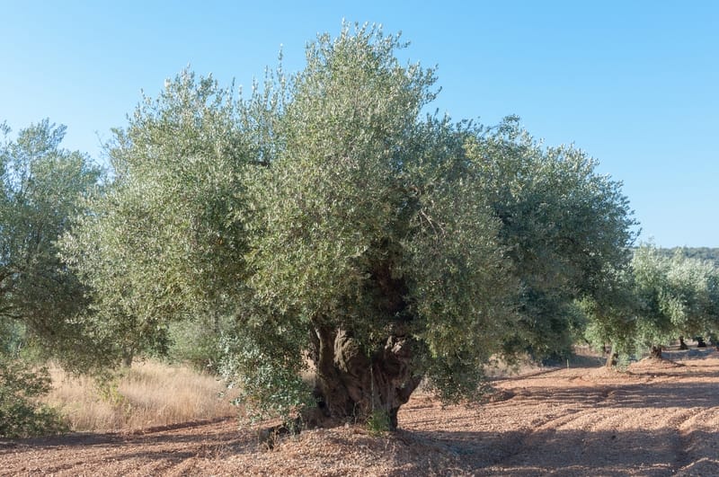 ulivo spagnolo