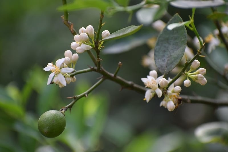 albero di limone