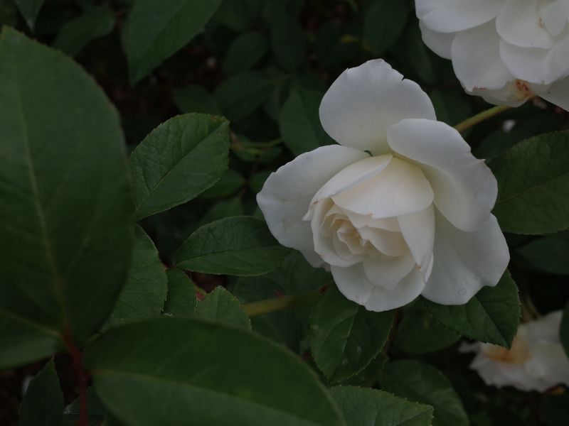l'Iceberg è una qualità di rosa floribunda