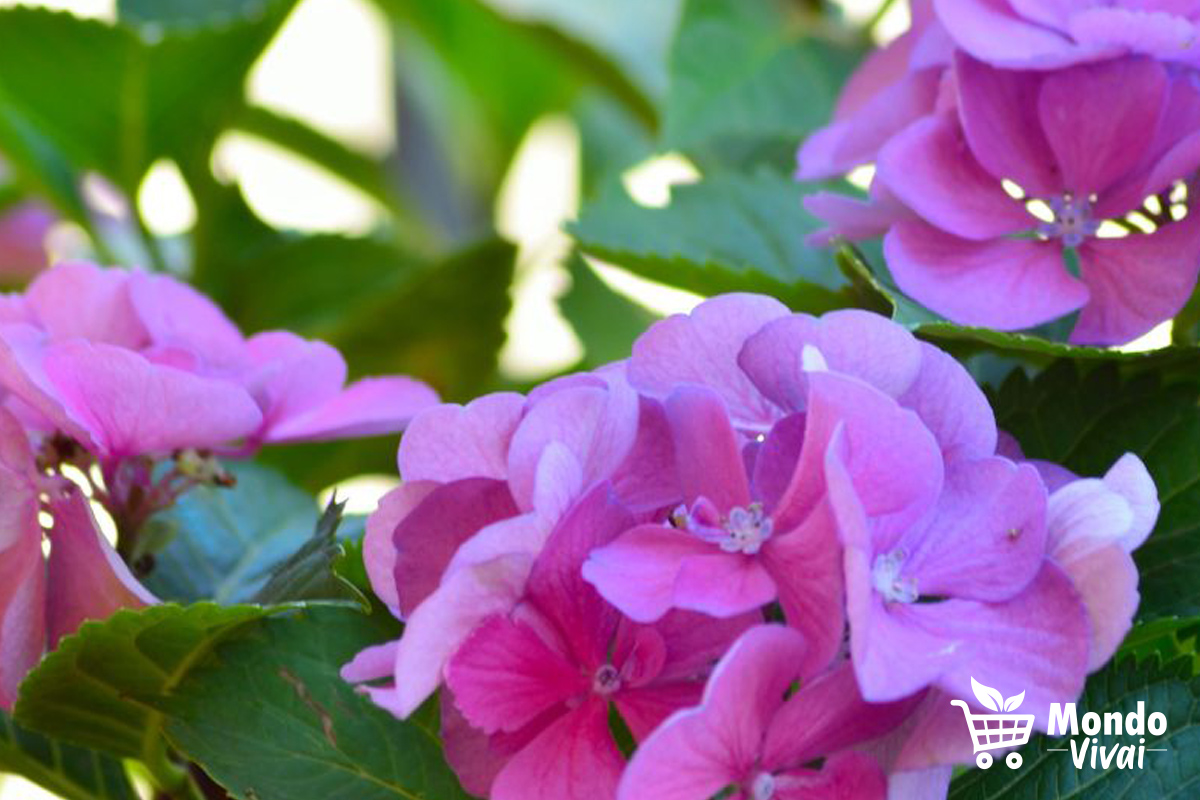 In conclusione, se sei alla ricerca di ortensie belle e rigogliose da aggiungere al tuo giardino, ti consigliamo di dare un'occhiata a Mondo Vivai.