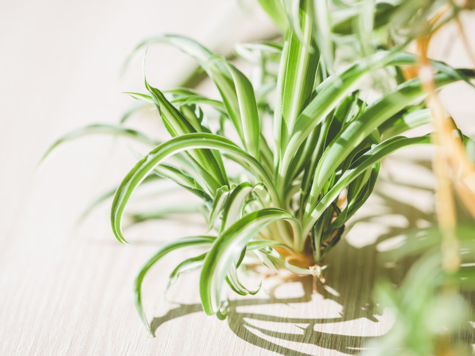 la spider plant è una delle piante d'appartamento più conosciute 