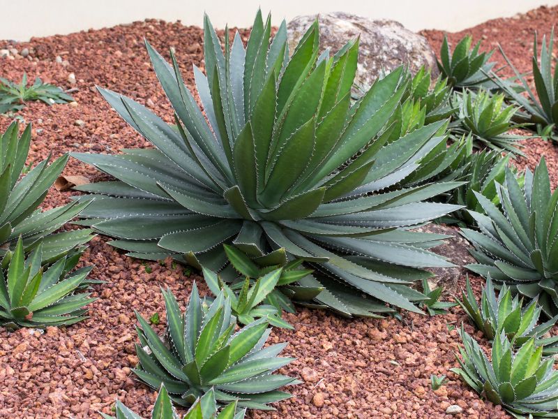 L'agave è una varietà di piante grasse da esterno