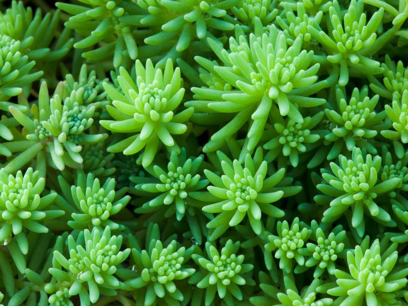 sedum tra le piante grasse da esterno