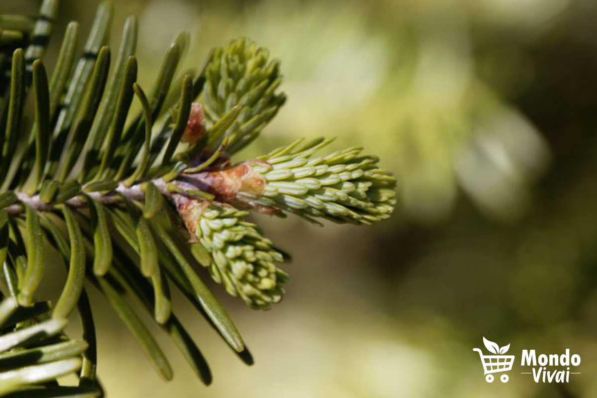 Esistono diversi tipi di abete, tra cui l'abete bianco, l'abete rosso e l'abete di Douglas, ognuno caratterizzato da diverse sfumature di colore e da una particolare resistenza alle intemperie