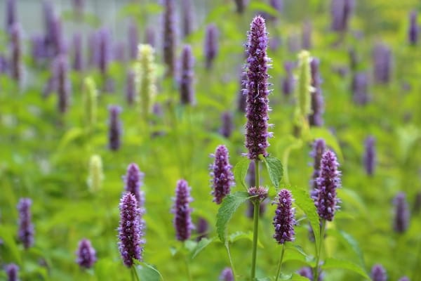 Agastache