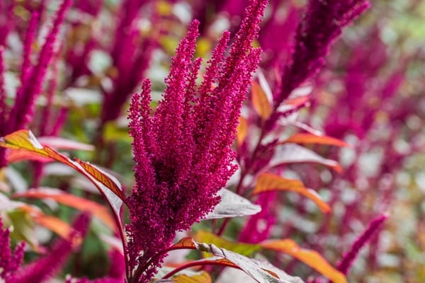 Amaranthus