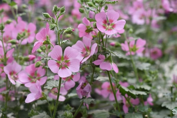 Anisodontea