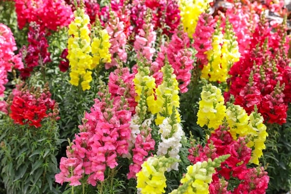 Antirrhinum