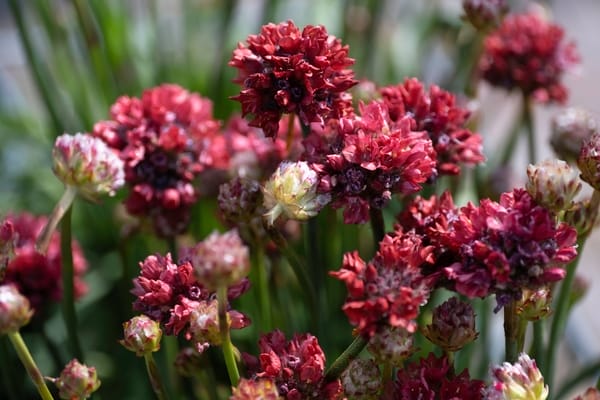 Armeria