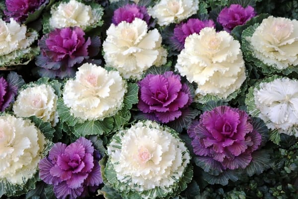 Brassica