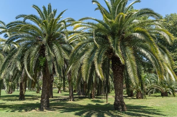 Butia Capitata