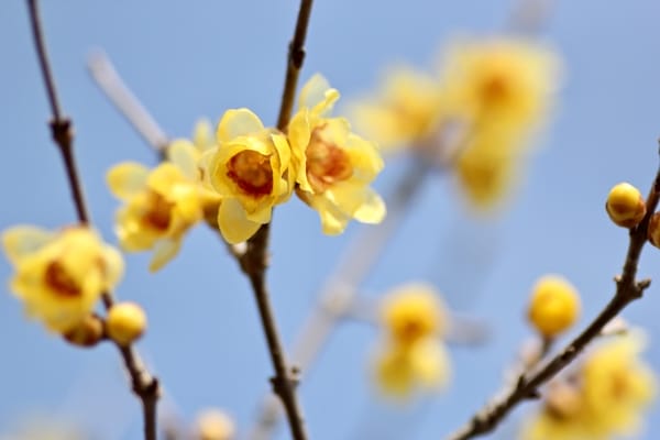 CalicantoCalicanthus