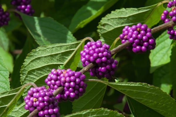 Callicarpa