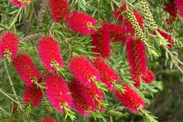 Callistemon