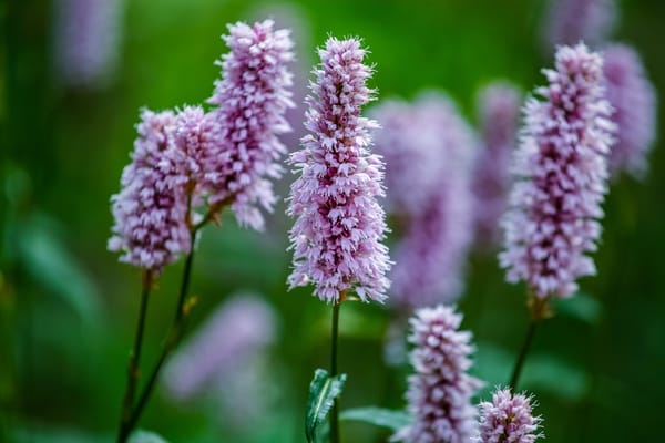 Calluna