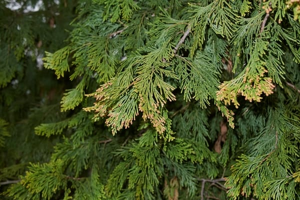 Calocedrus