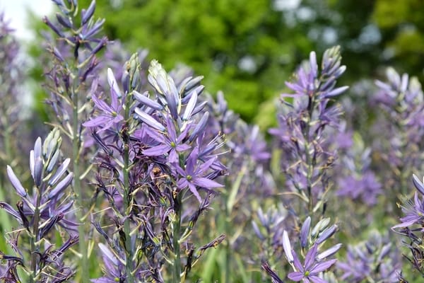 Camassia