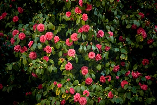 Camelia
