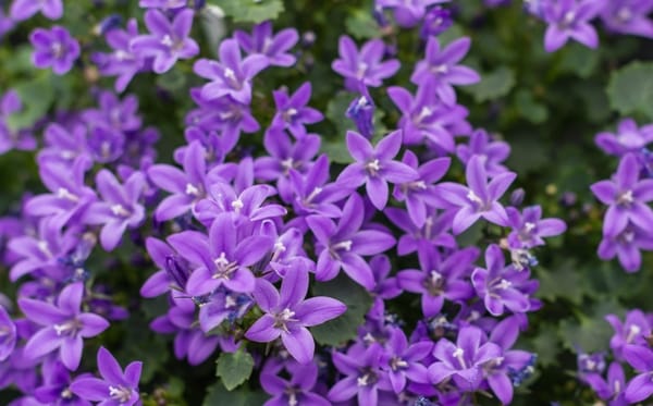 Campanula