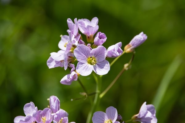 Cardamine
