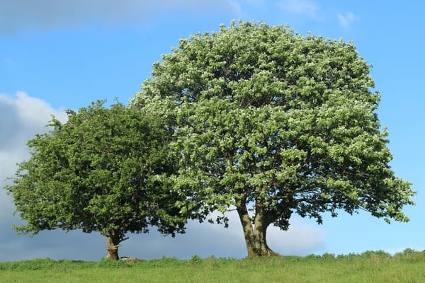 CarpinoCarpinus Betulus