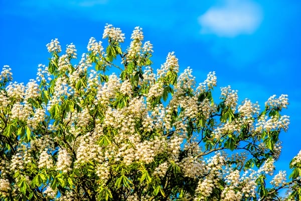 CastagnoCastanea Sativa