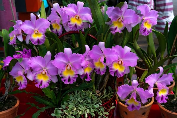 Cattleya