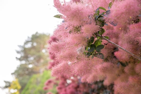Cotinus