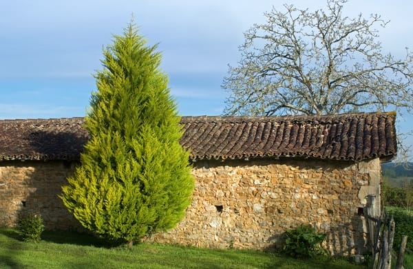 Cupressocyparis Leylandii Castlewellan Gold