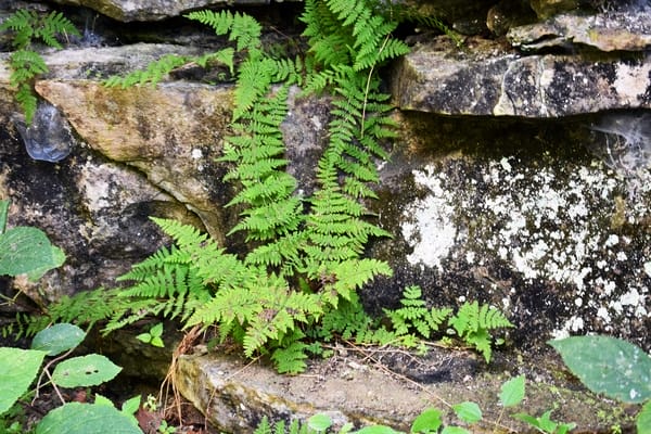 Cystopteris