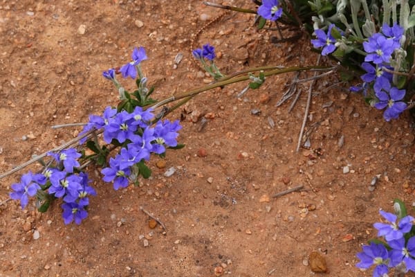 Dampiera