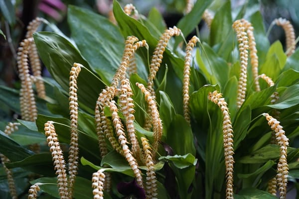 Dendrochilum