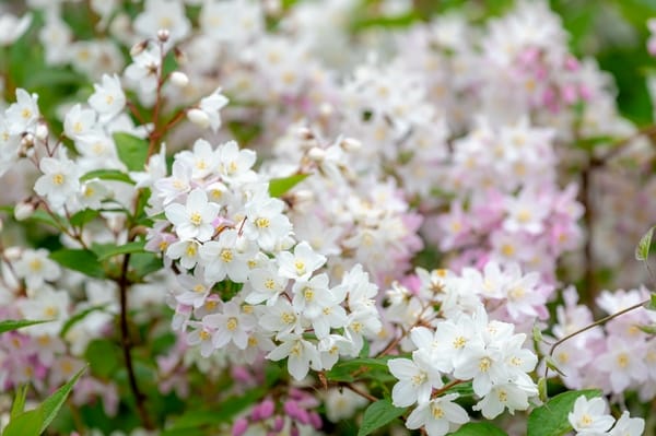 Deutzia