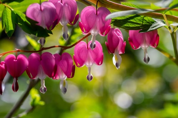 Dicentra